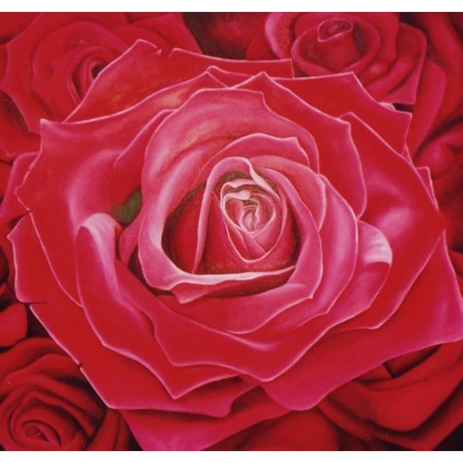 Rosa